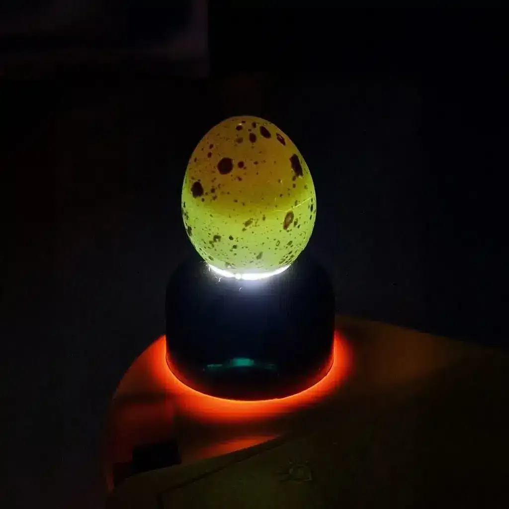 Lysing av egg under ruging av vaktel
