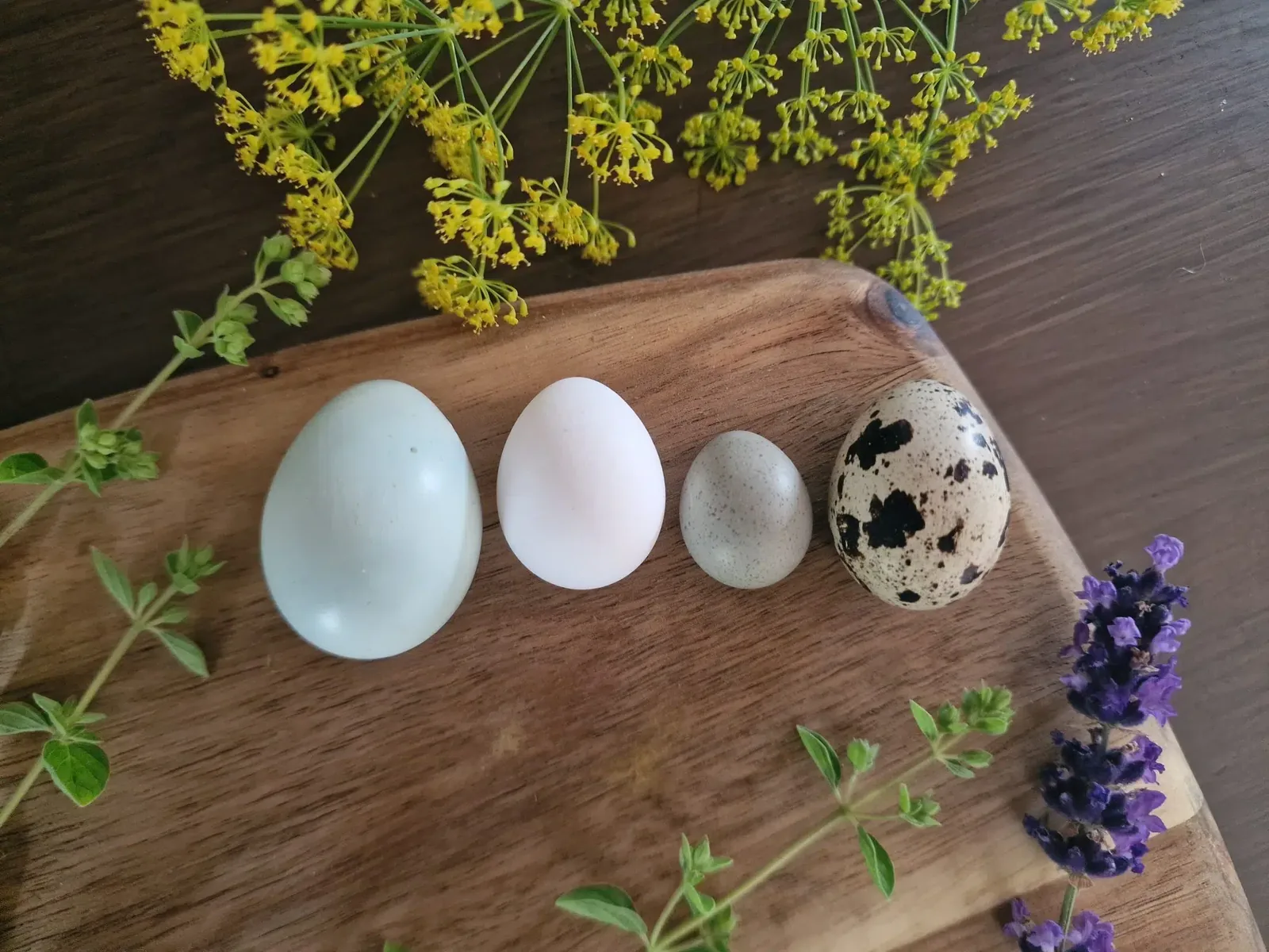 Rugeegg fra ulike vaktelarter