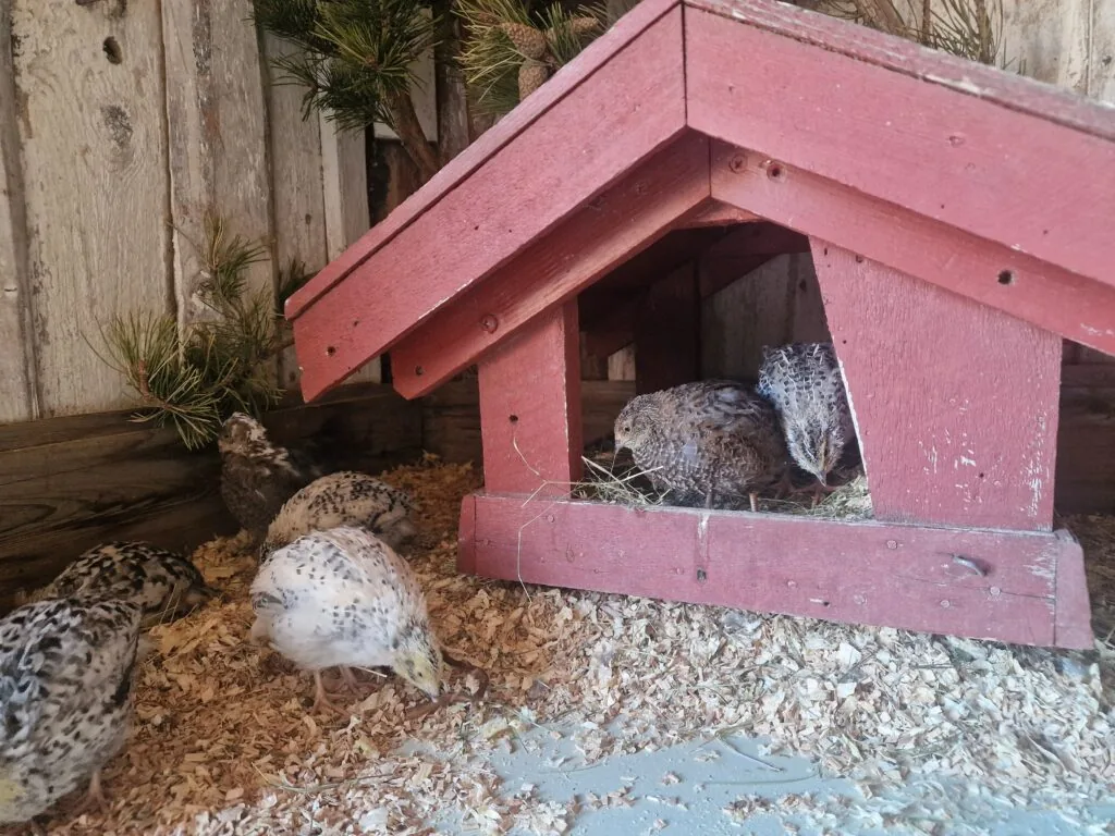 Vaktler som sitter i et lite trehus
